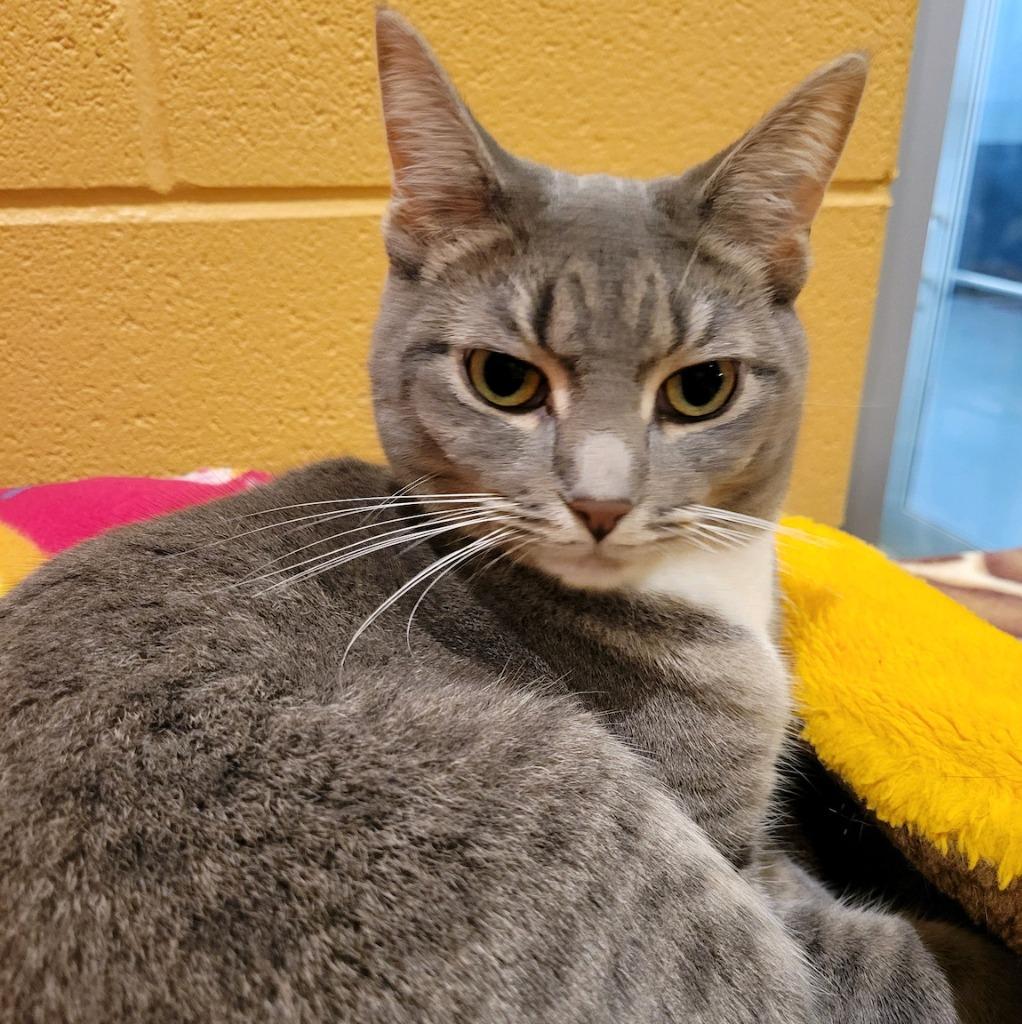 Darling — thumbnail 3