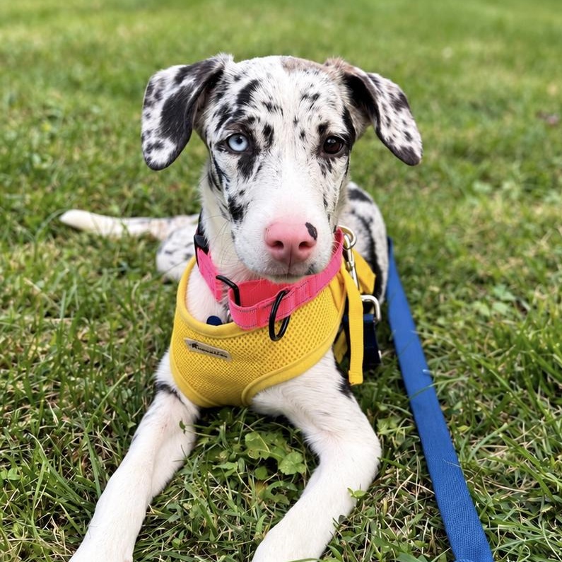 Lila, Adoptable, Young Female Australian Shepherd.