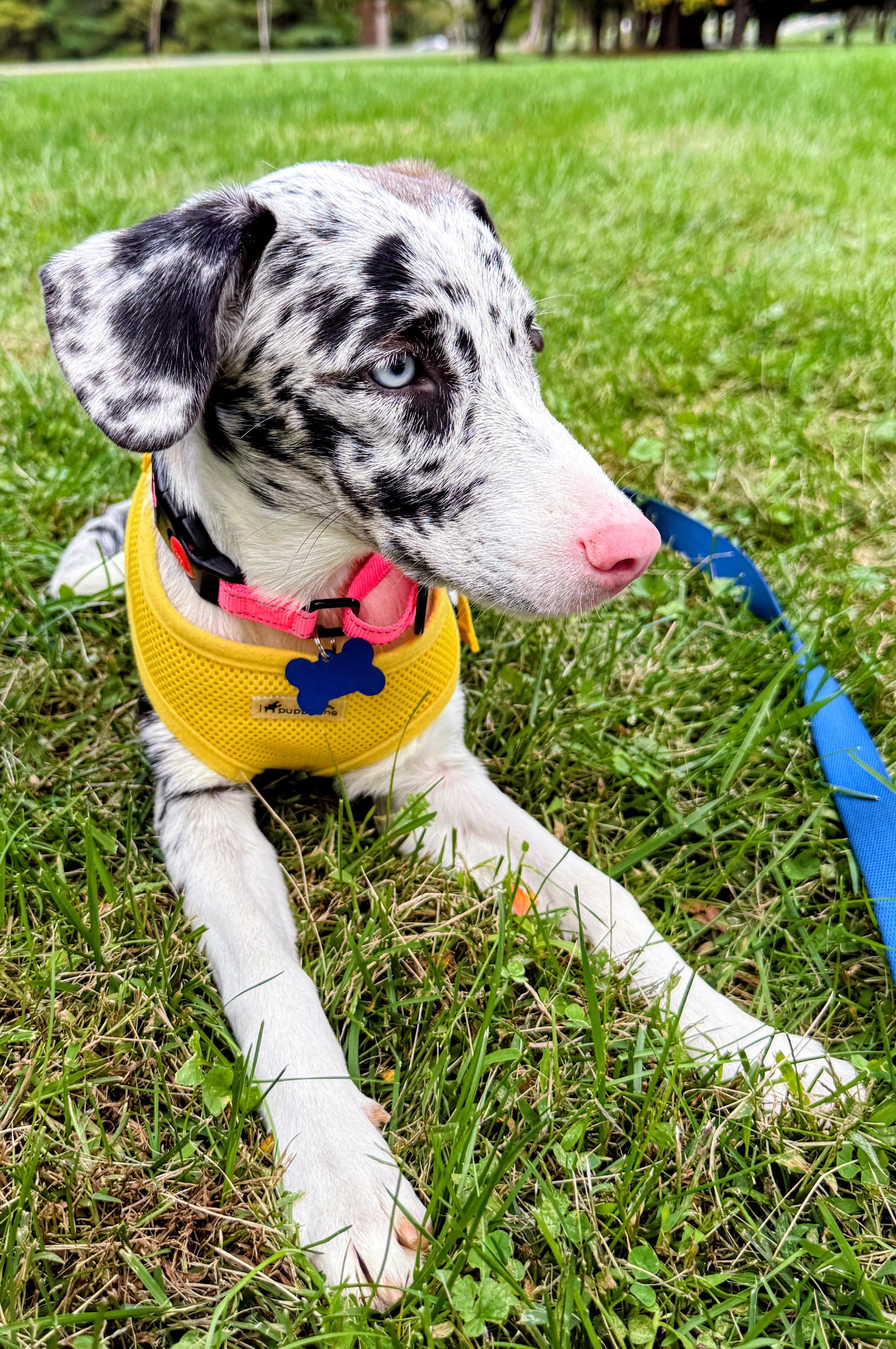 Enlarge Lila, a Adoptable mixed breed in Columbia, MD image 4/5