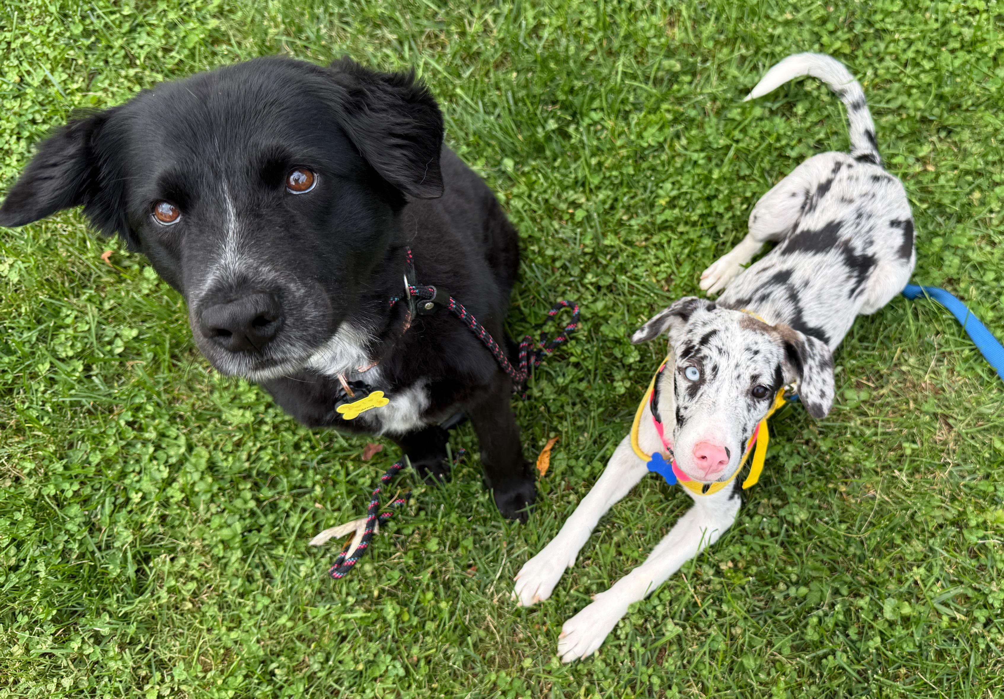 Enlarge Lila, a Adoptable mixed breed in Columbia, MD image 3/5