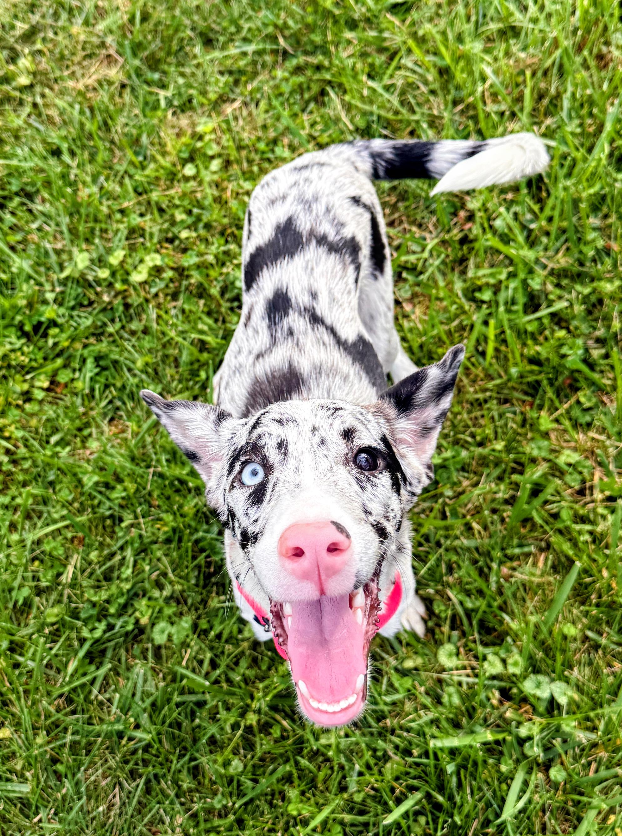 Enlarge Lila, a Adoptable mixed breed in Columbia, MD image 5/5