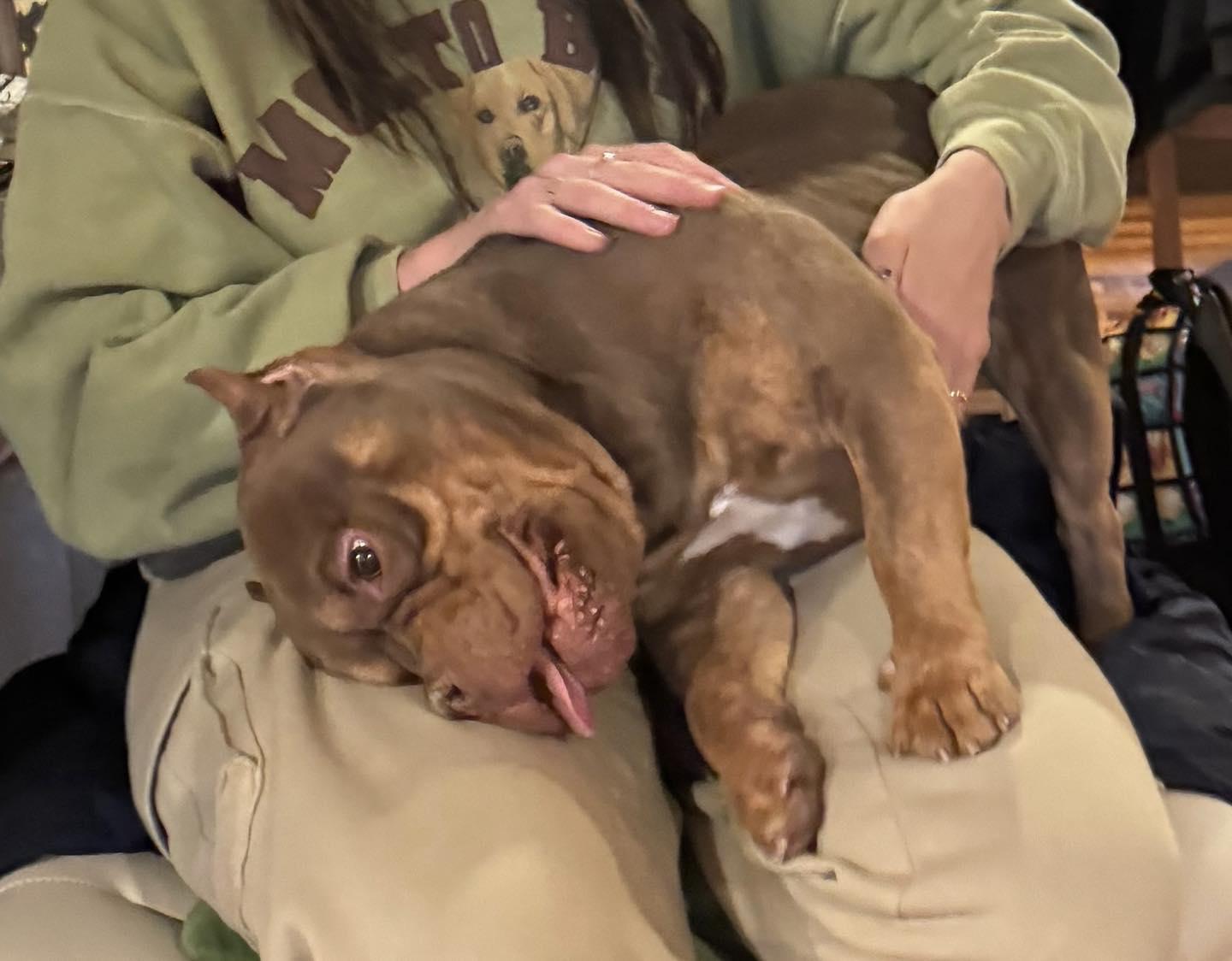 Gronk, an adopted mixed breed in Reno, NV image 3/5