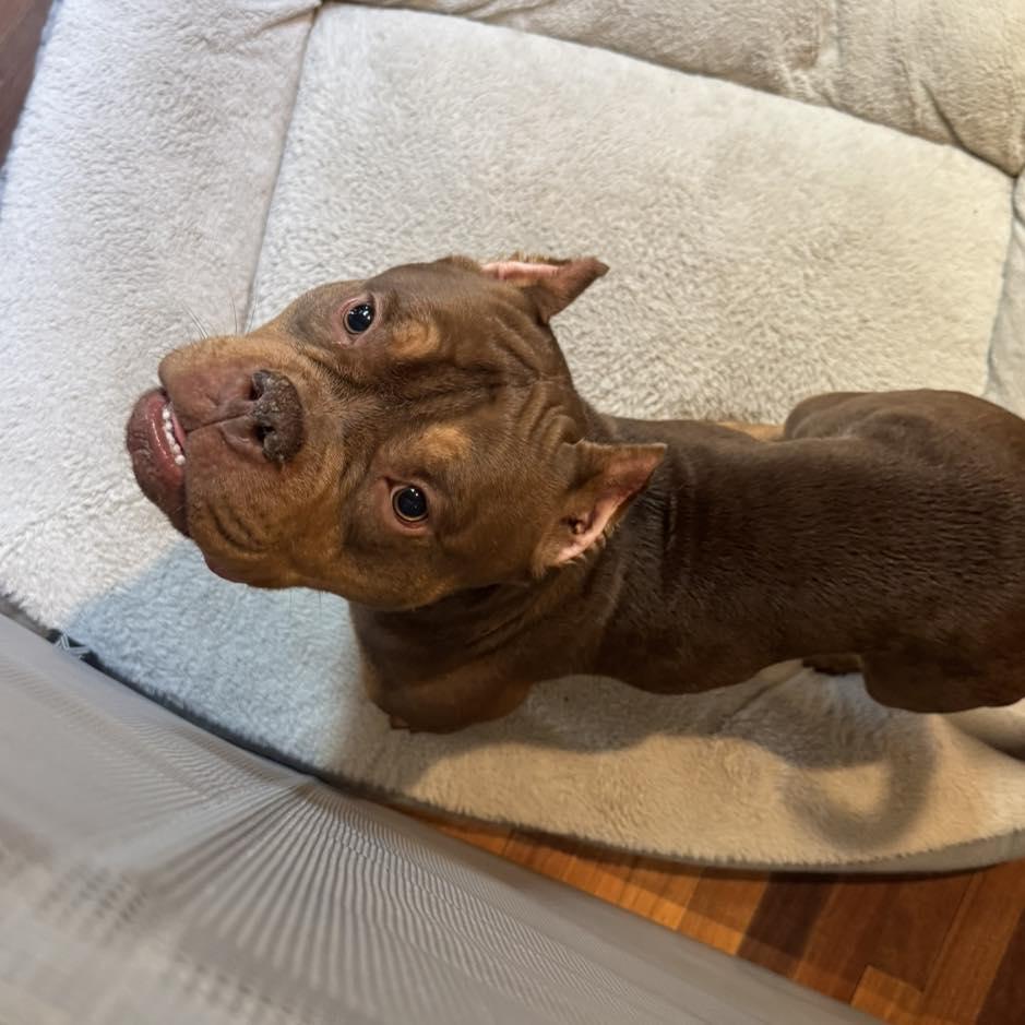 Gronk, an adopted mixed breed in Reno, NV image 2/5