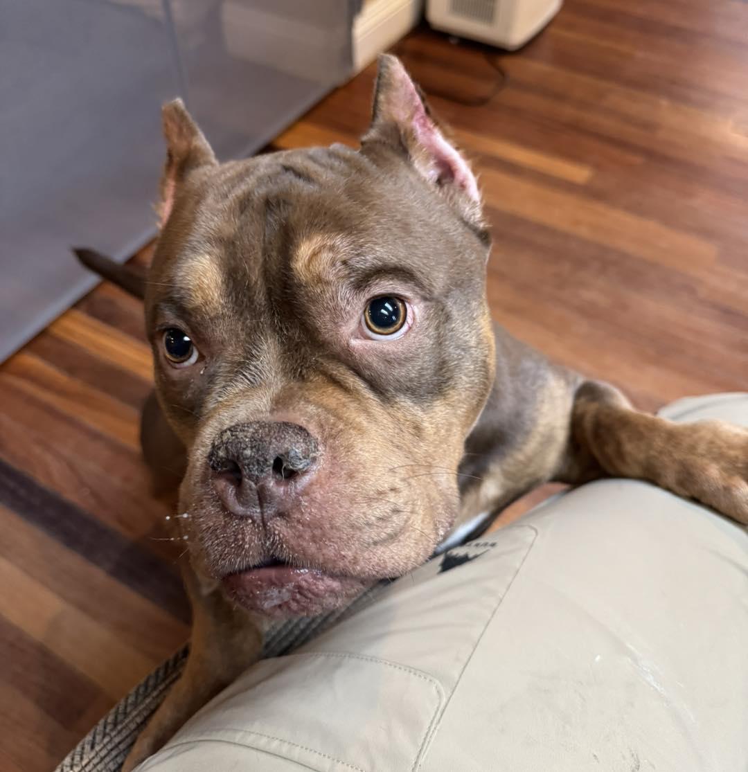 Gronk, an adopted mixed breed in Reno, NV image 1/5