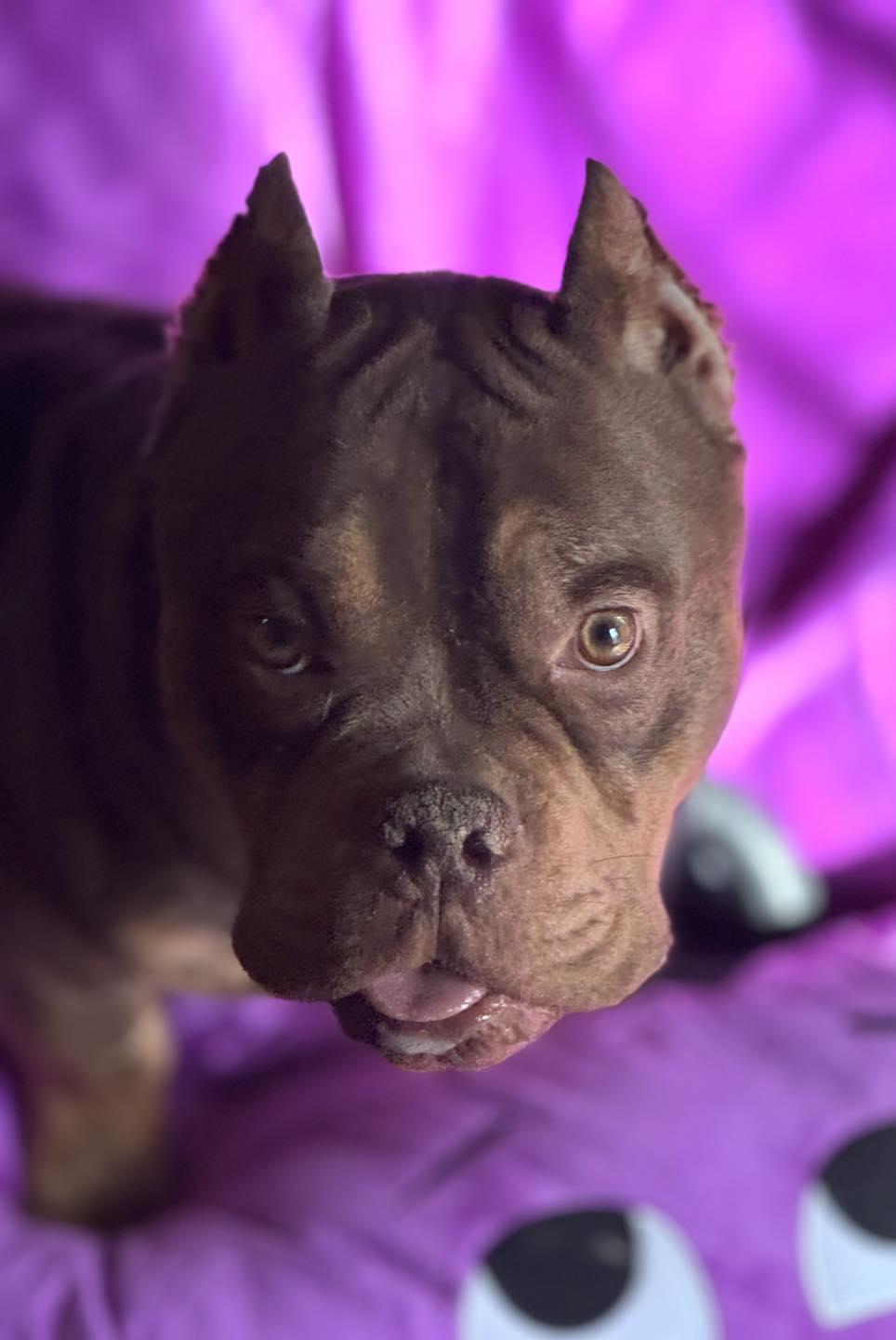 Gronk, an adopted mixed breed in Reno, NV image 4/5