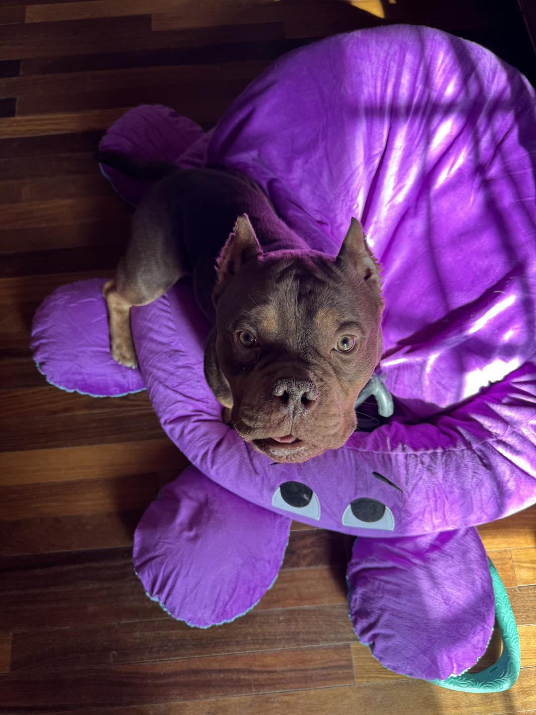 Gronk, an adopted mixed breed in Reno, NV image 5/5