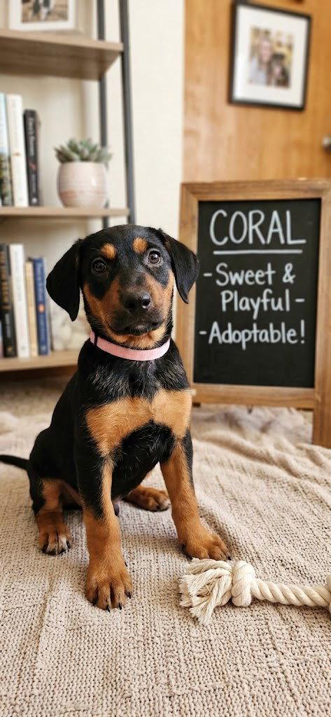 Coral, a Adoptable mixed breed in Mooresville, NC image 1/3