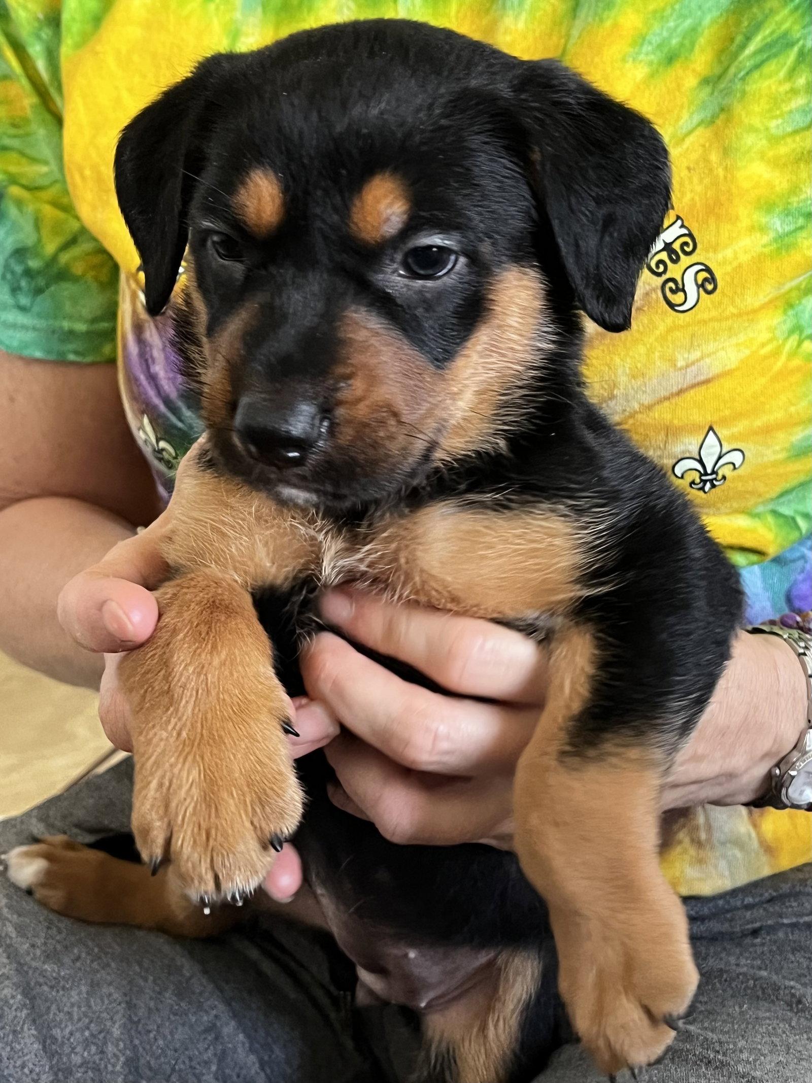 Coral, a Adoptable mixed breed in Mooresville, NC image 3/3
