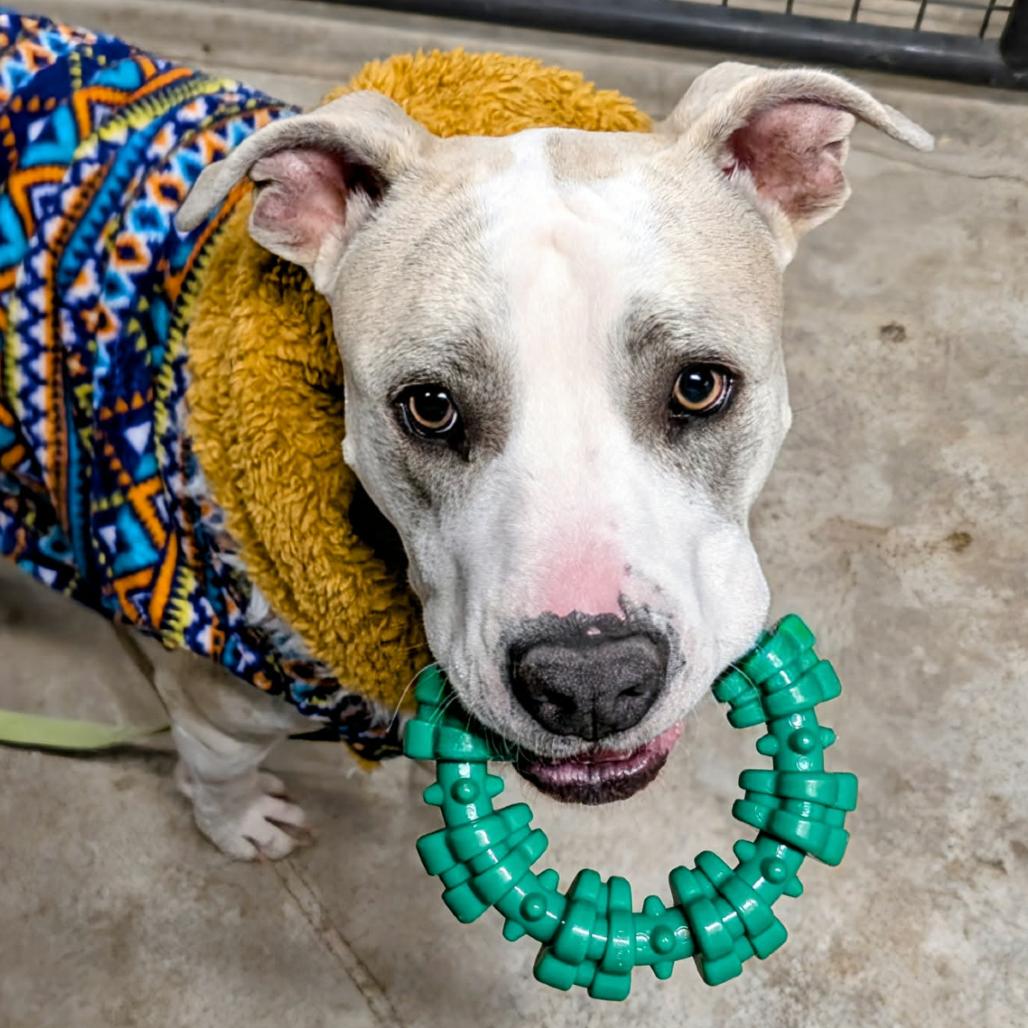 Enlarge Doji, a Adoptable Pit Bull Terrier in Rogersville, MO image 2/4