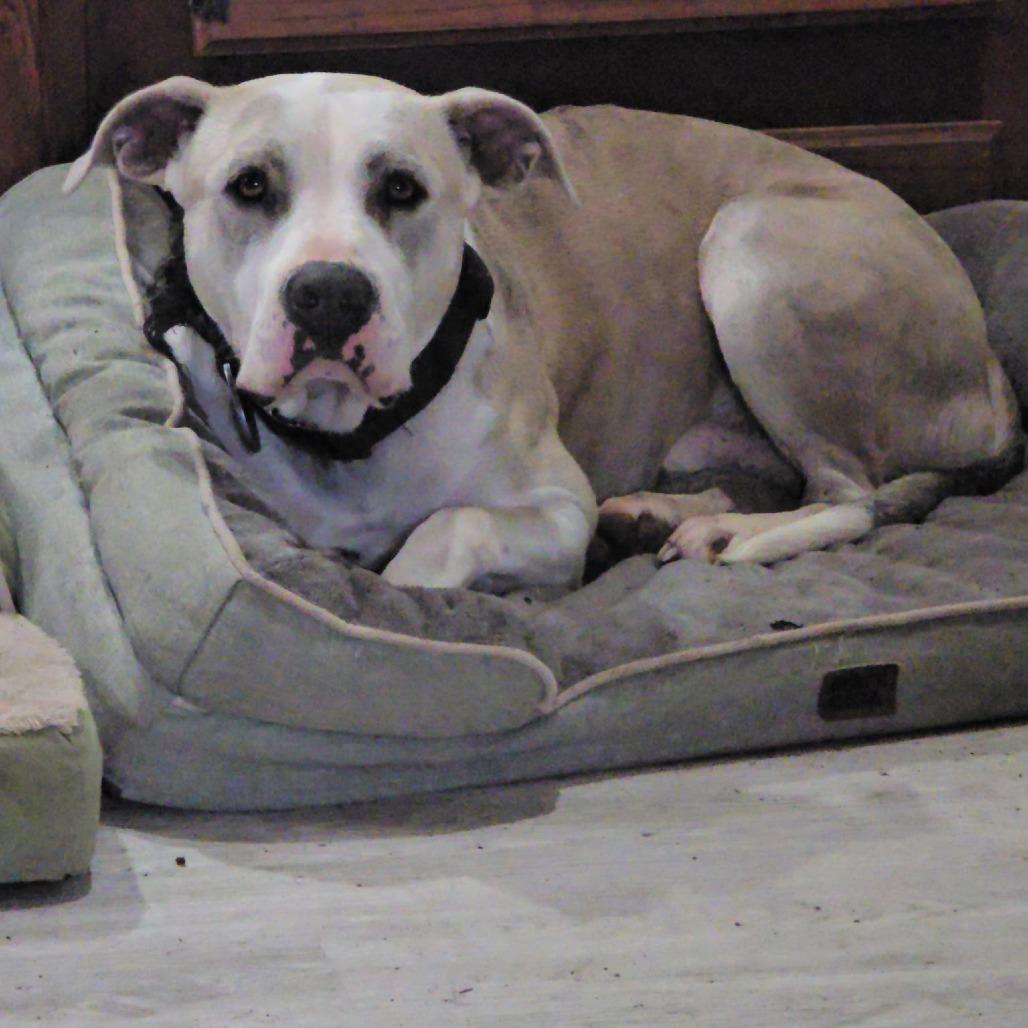 Enlarge Doji, a Adoptable Pit Bull Terrier in Rogersville, MO image 1/4