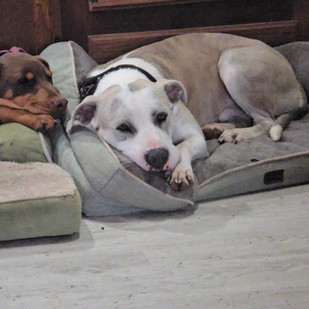 Enlarge Doji, a Adoptable Pit Bull Terrier in Rogersville, MO image 3/4