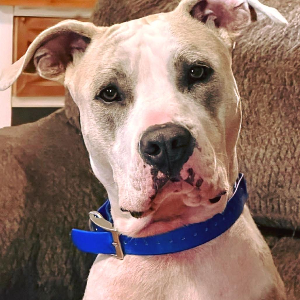 Enlarge Doji, a Adoptable Pit Bull Terrier in Rogersville, MO image 4/4