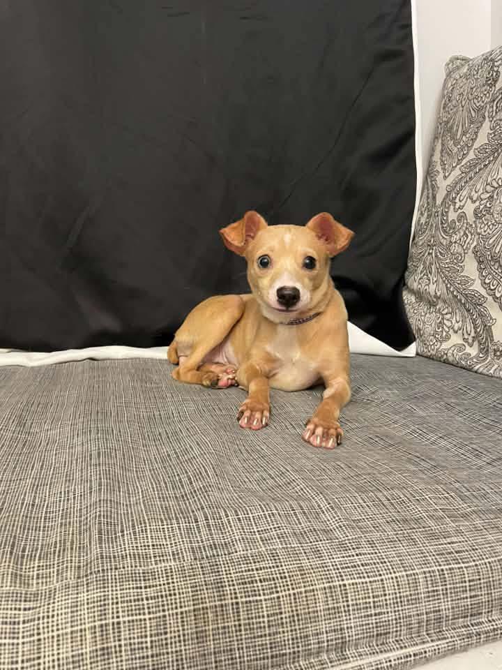 Enlarge Chanel, a Adoptable mixed breed in Walker, LA image 2/3