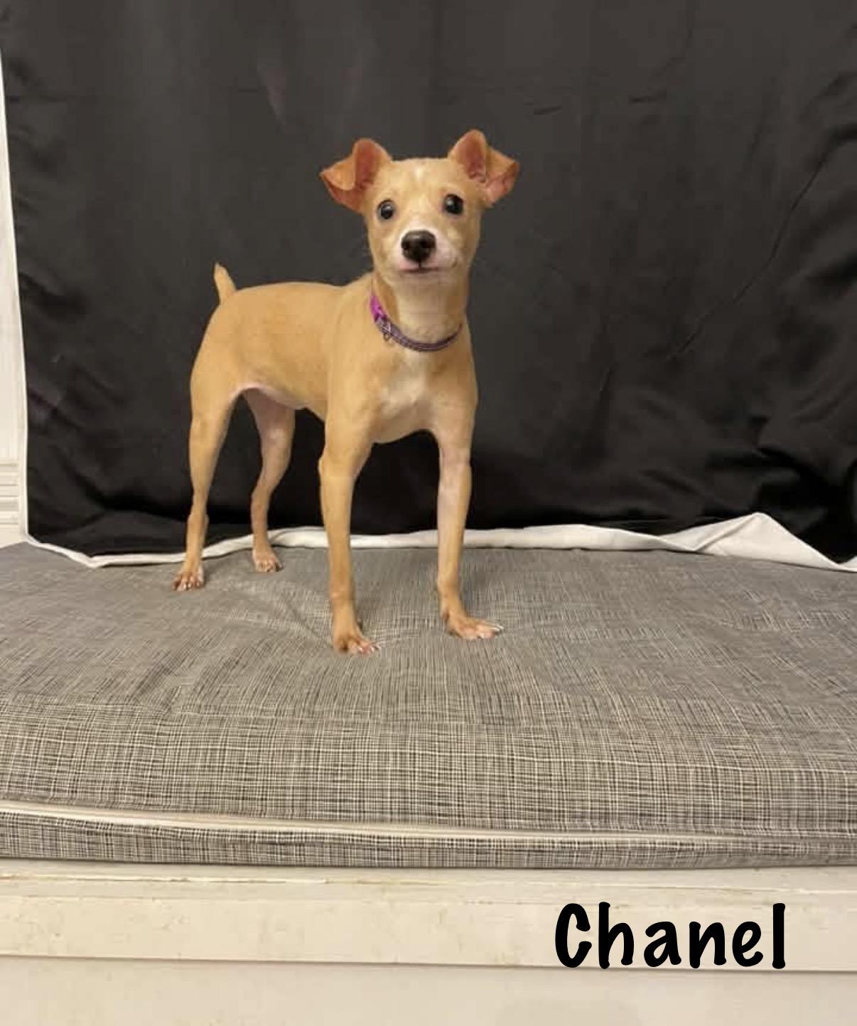 Chanel, Adoptable, Young Female Chihuahua.