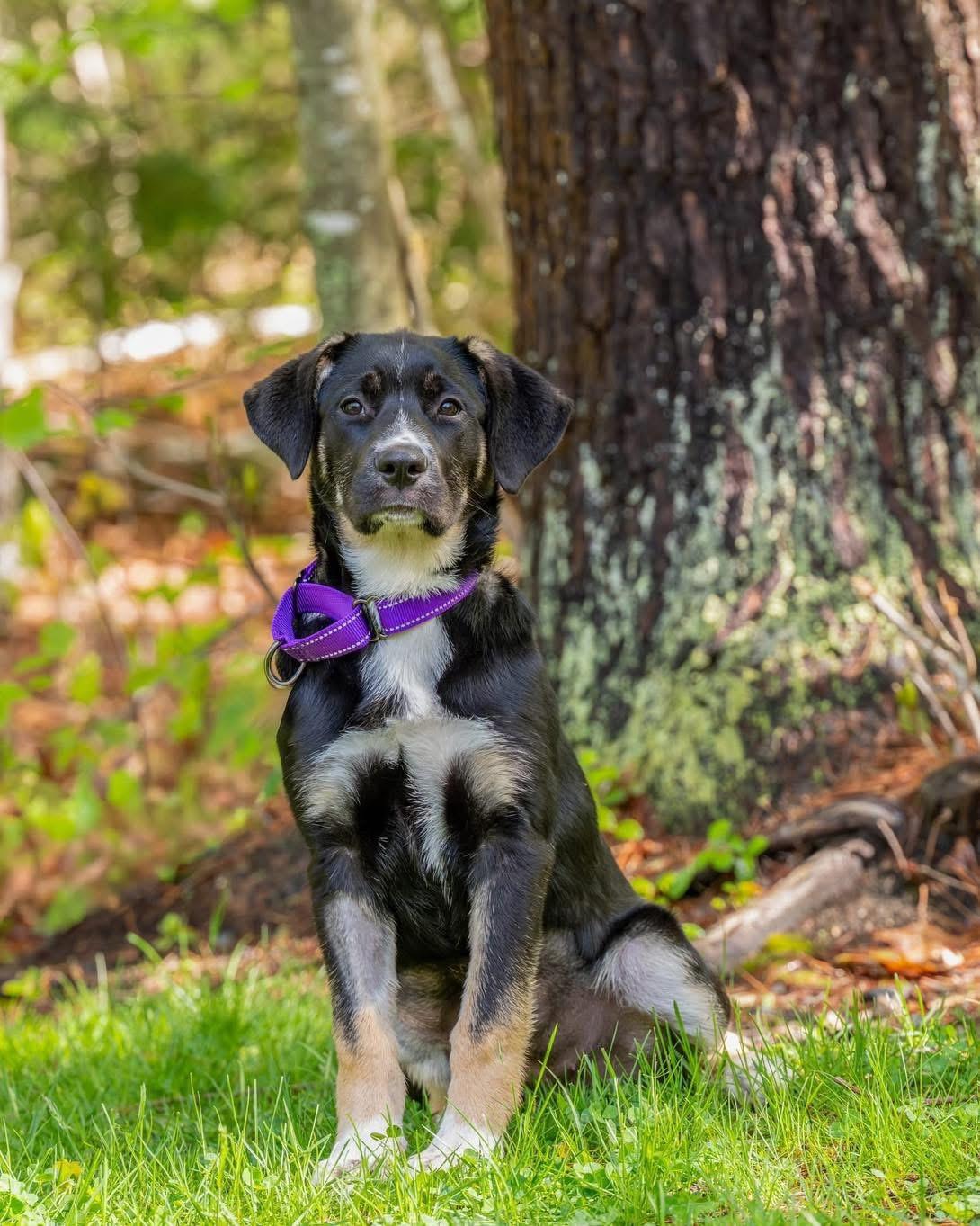 Enlarge Butterball, a ADOPTABLE Mixed Breed in Berwick, ME image 1/1