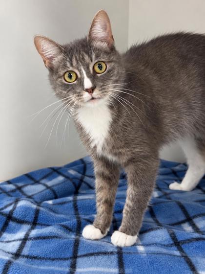Enigma, Adoptable, Adult Female Domestic Short Hair & Domestic Short Hair.