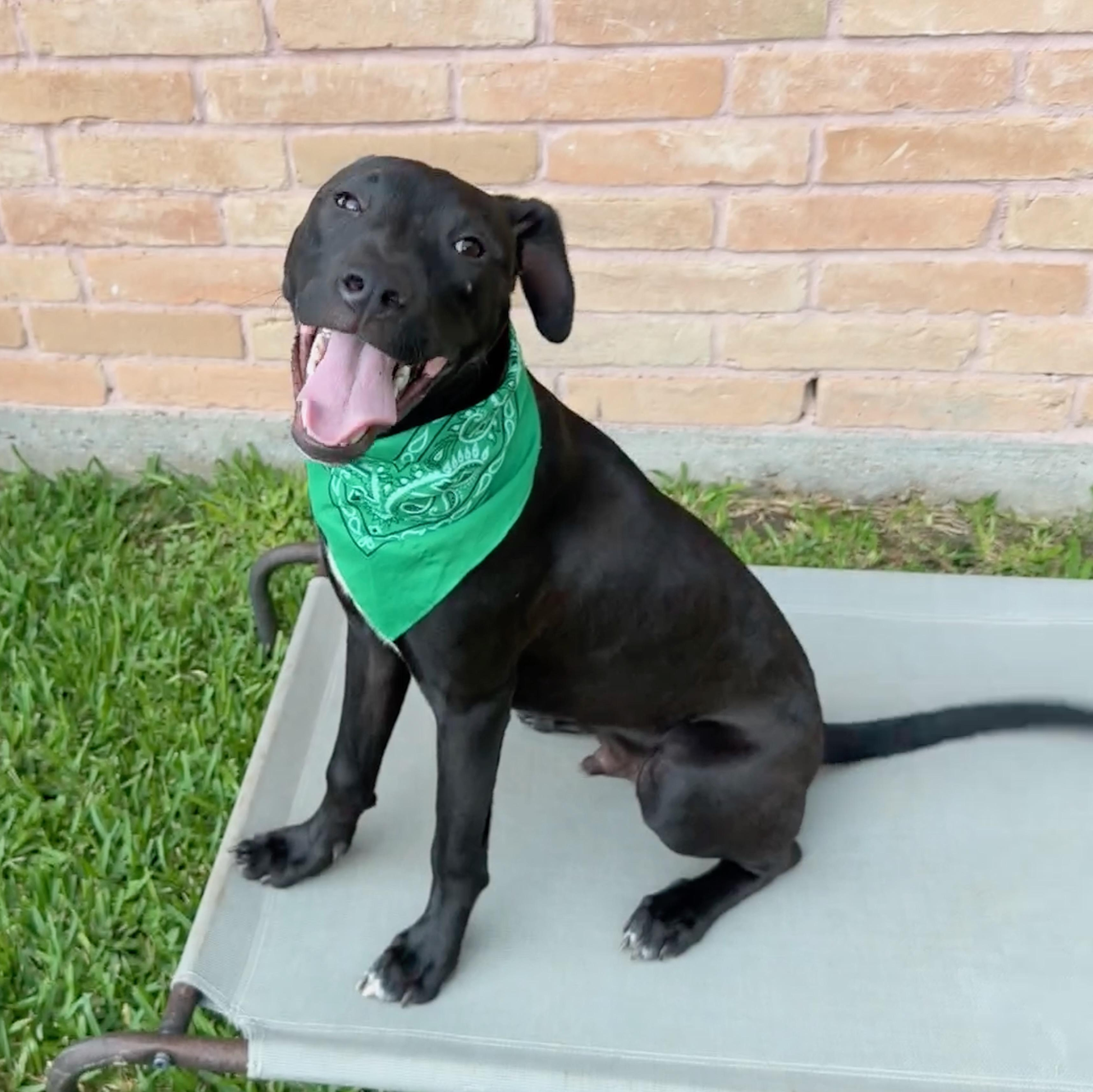 Saxophone, a Adoptable mixed breed in Minneapolis, MN image 2/6