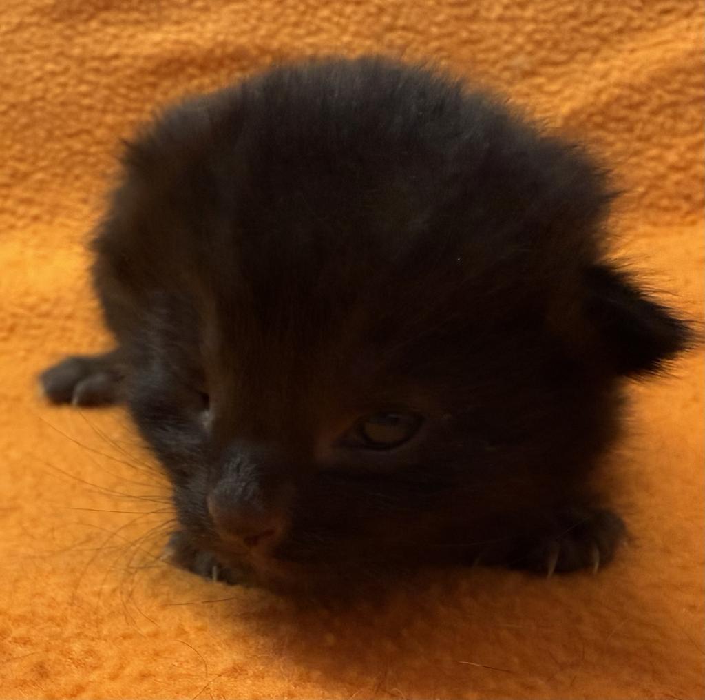 Enlarge Penny, a Adoptable mixed breed in Ontario, OR image 1/3