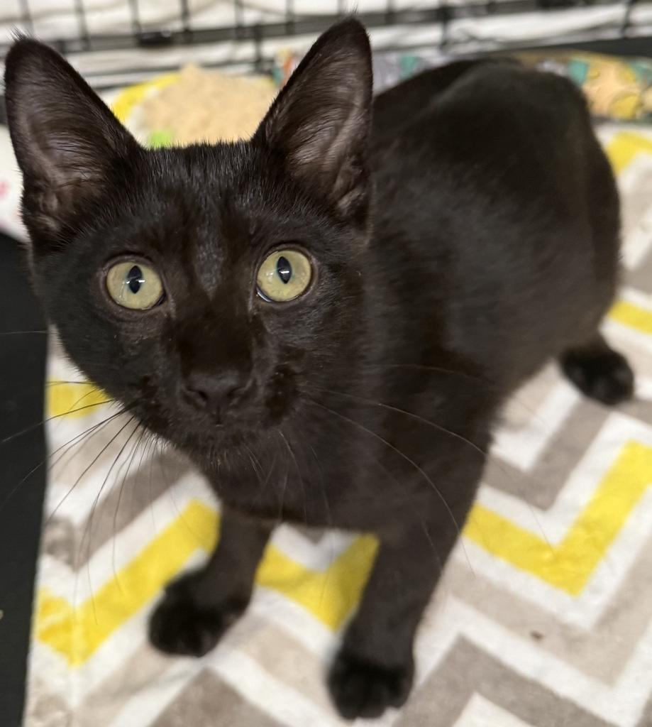 Enlarge Penny, a Adoptable mixed breed in Ontario, OR image 2/3