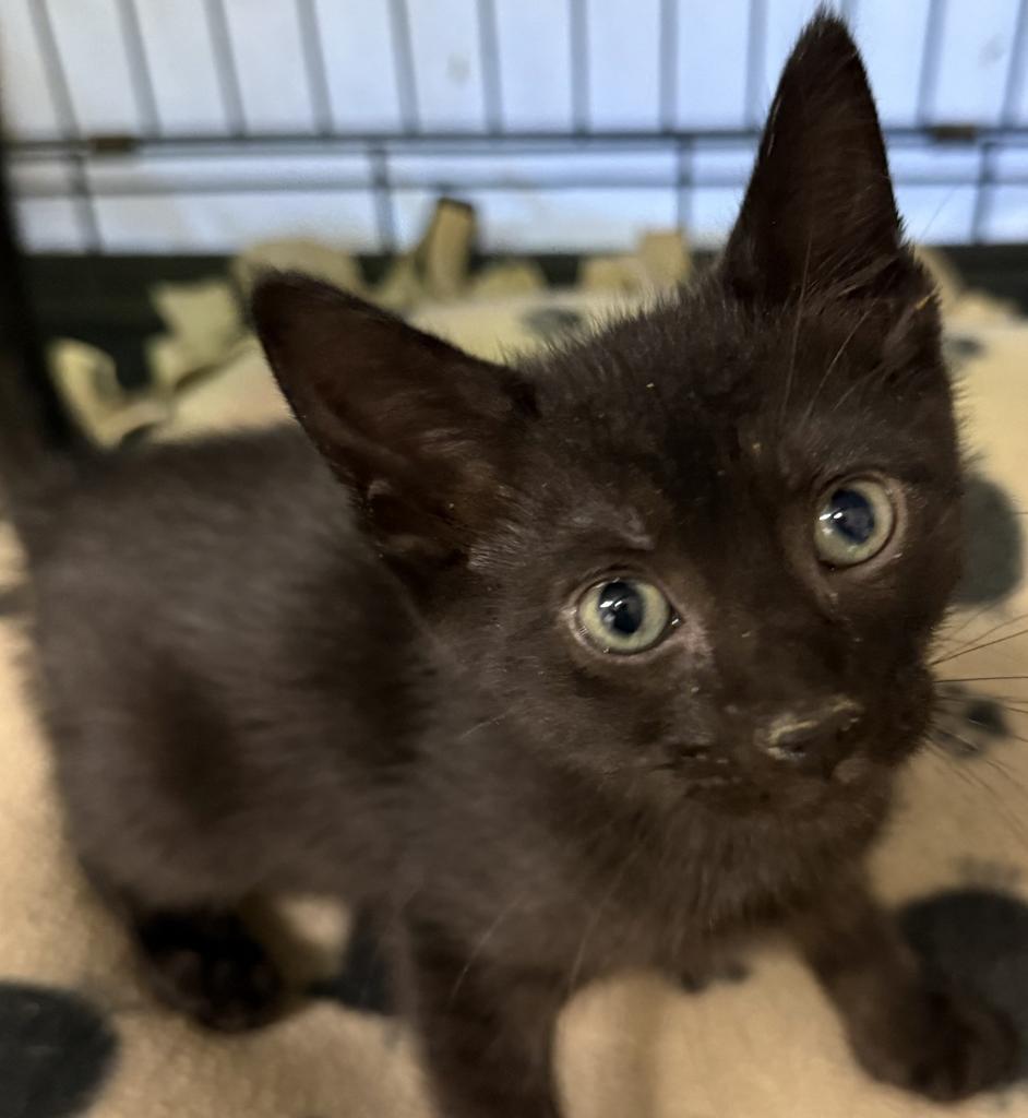 Enlarge Penny, a Adoptable mixed breed in Ontario, OR image 3/3