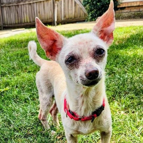 Bruiser, ADOPTABLE, Adult Female Chihuahua.