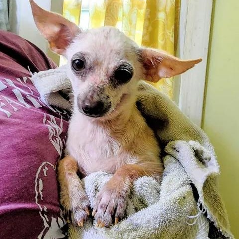 Enlarge Bruiser, a ADOPTABLE mixed breed in Lexington, KY image 3/3