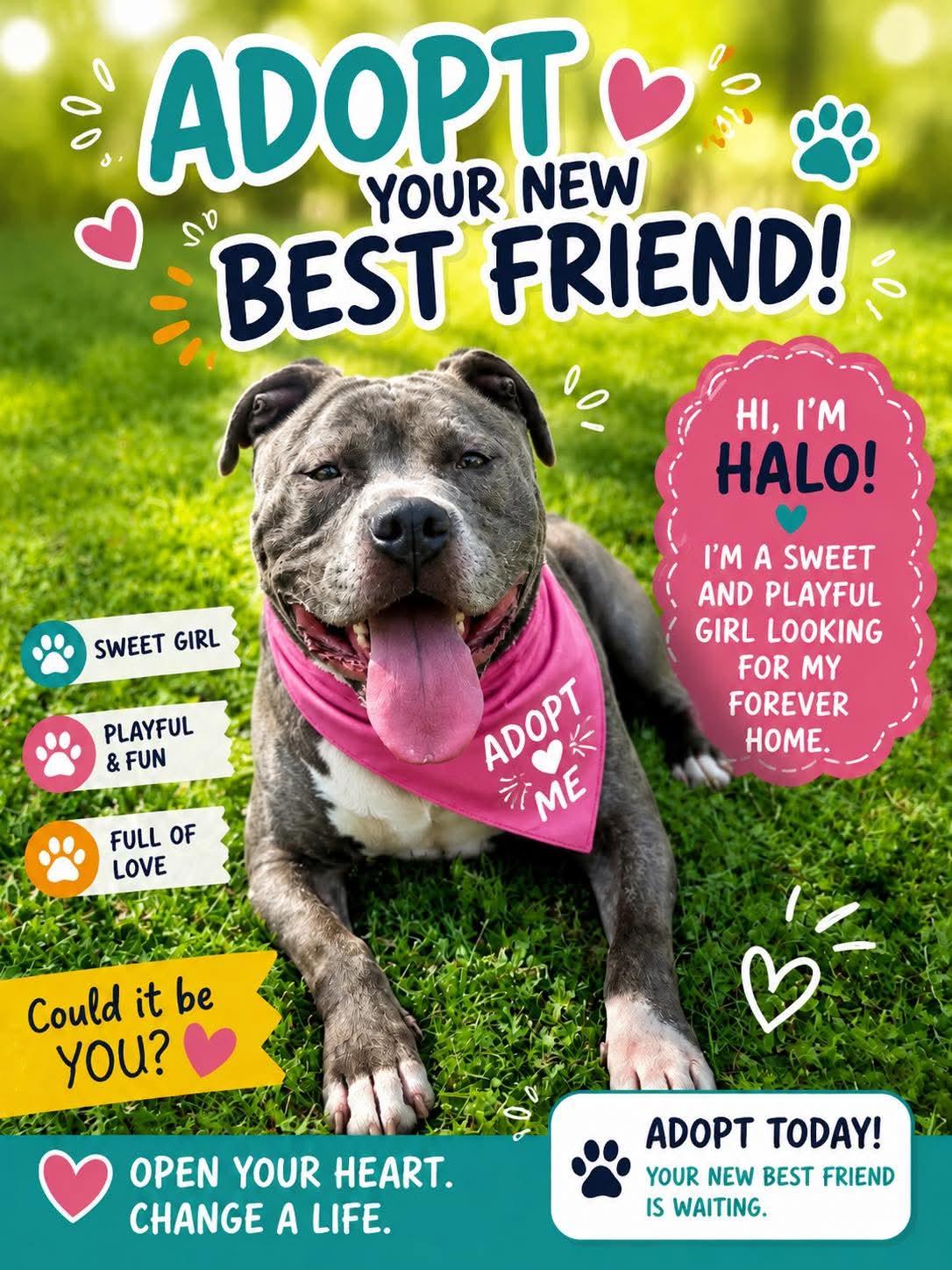 Halo, a ADOPTABLE Staffordshire Bull Terrier in Fort atkinson, WI image 1/6