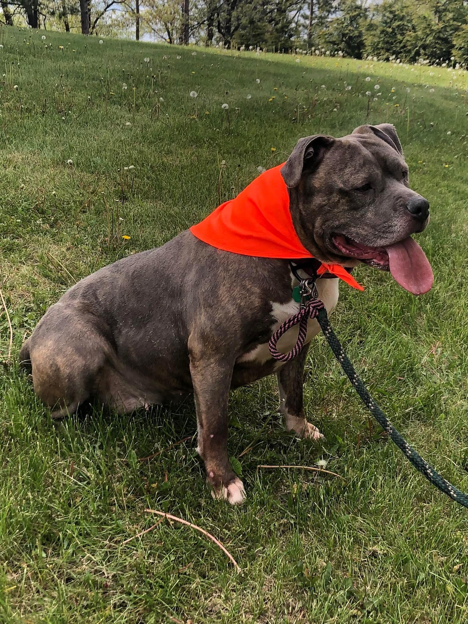 Halo, a ADOPTABLE Staffordshire Bull Terrier in Fort atkinson, WI image 5/6