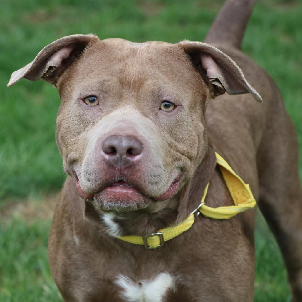 Enlarge Diamante, a Adoptable Mixed Breed in Allentown, PA image 1/6
