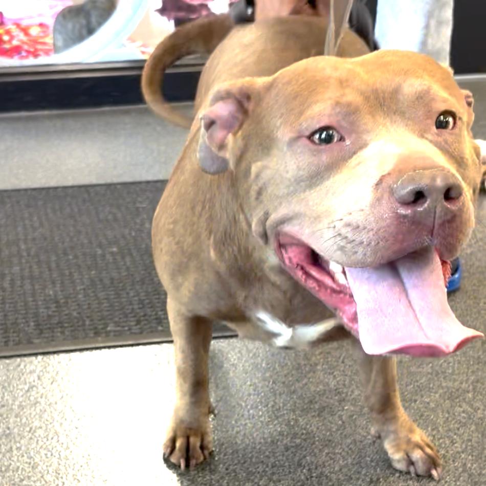 Enlarge Diamante, a Adoptable Mixed Breed in Allentown, PA image 2/6