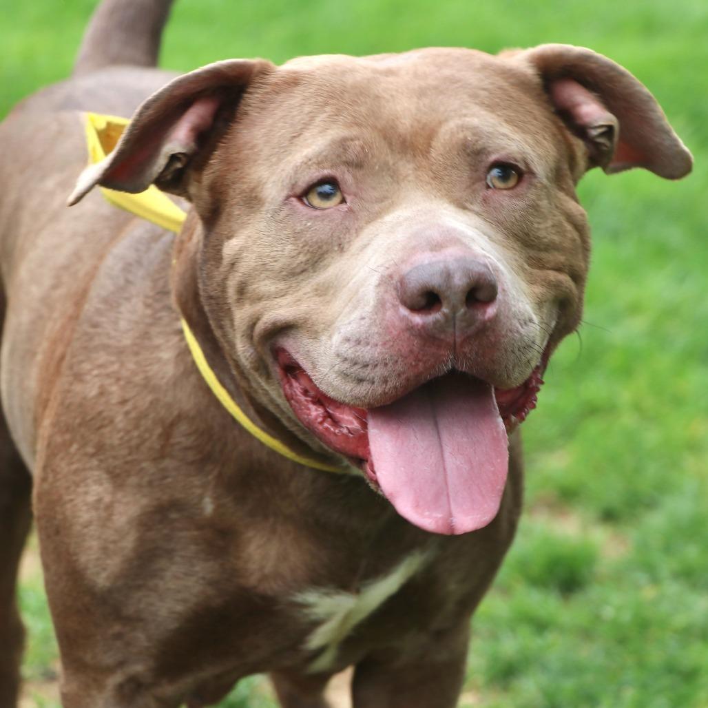 Enlarge Diamante, a Adoptable Mixed Breed in Allentown, PA image 3/6