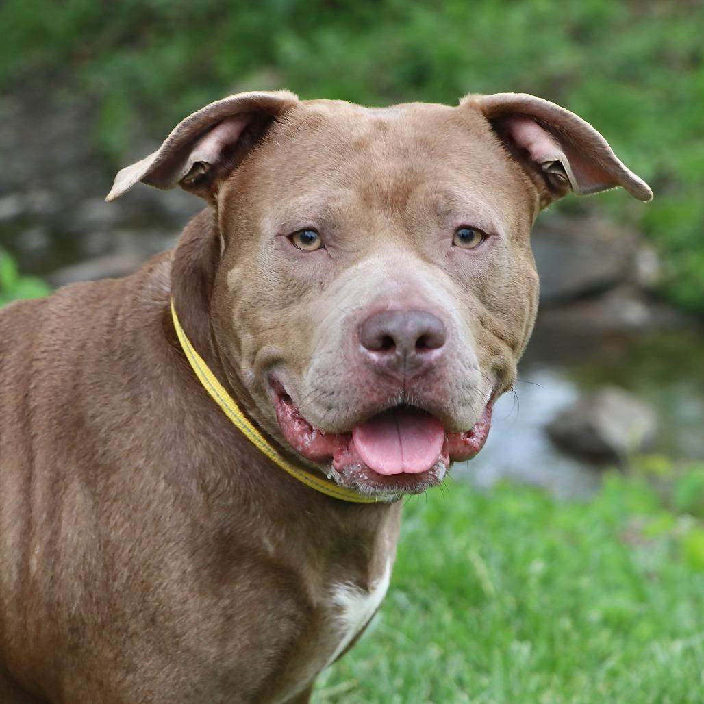 Enlarge Diamante, a Adoptable Mixed Breed in Allentown, PA image 4/6