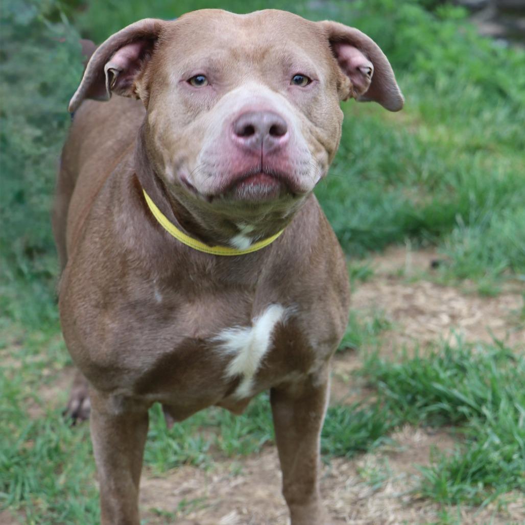 Enlarge Diamante, a Adoptable Mixed Breed in Allentown, PA image 5/6