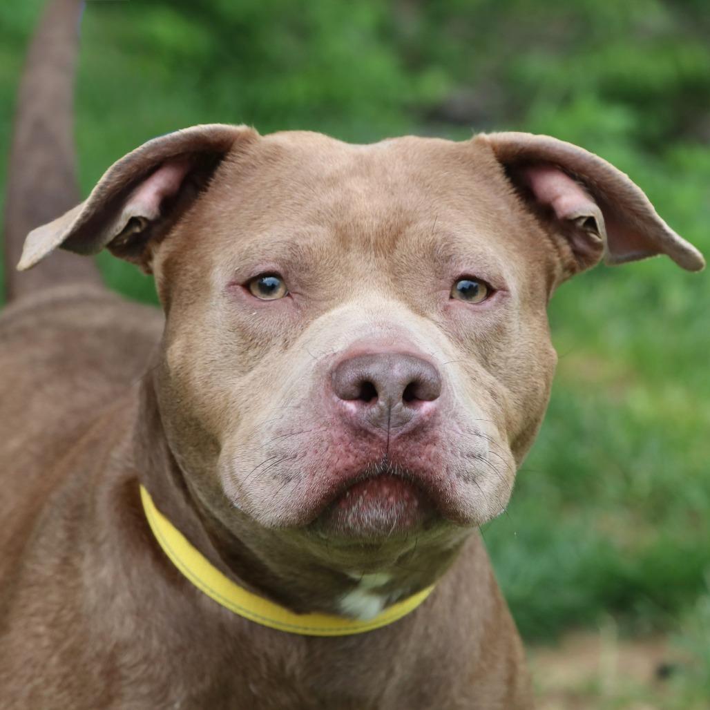 Enlarge Diamante, a Adoptable Mixed Breed in Allentown, PA image 6/6