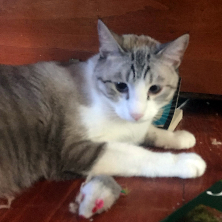 Noah, Adult Male unknown