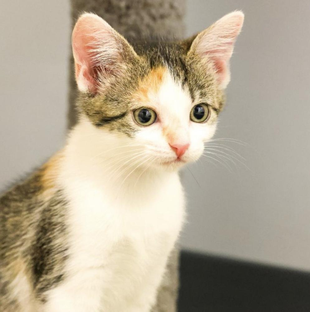 Enlarge **Cat Cafe** Asa, a Adoptable Domestic Short Hair in Topeka, KS image 1/2