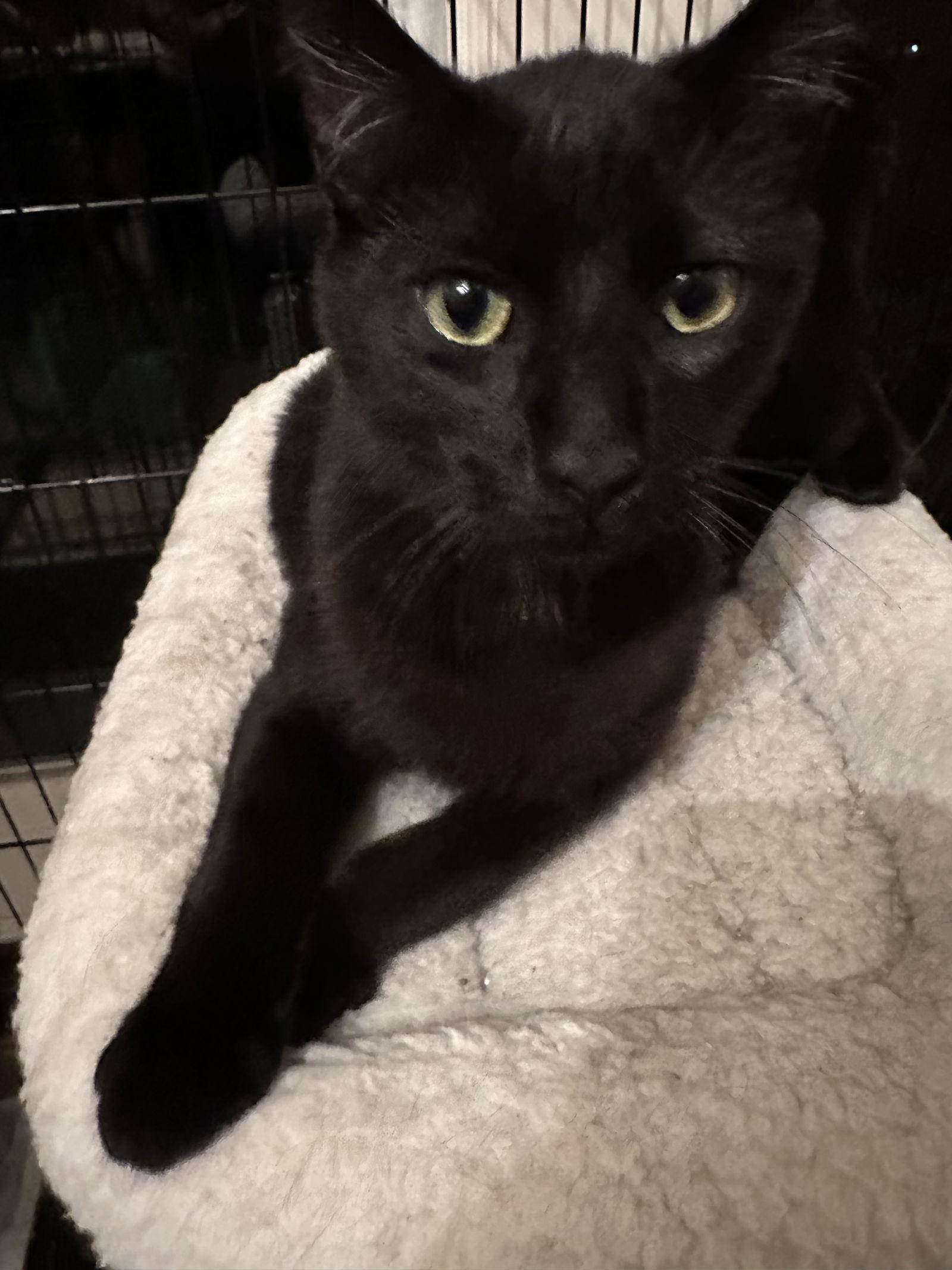 Flax, a Adoptable Domestic Short Hair in The Woodlands, TX image 1/2