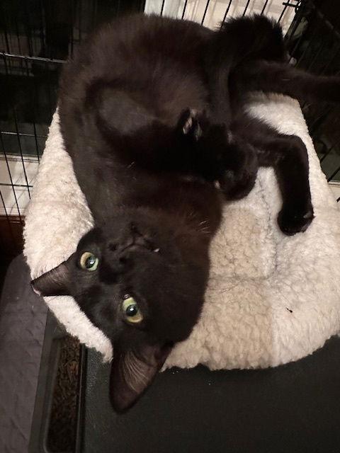 Flax, a Adoptable Domestic Short Hair in The Woodlands, TX image 2/2