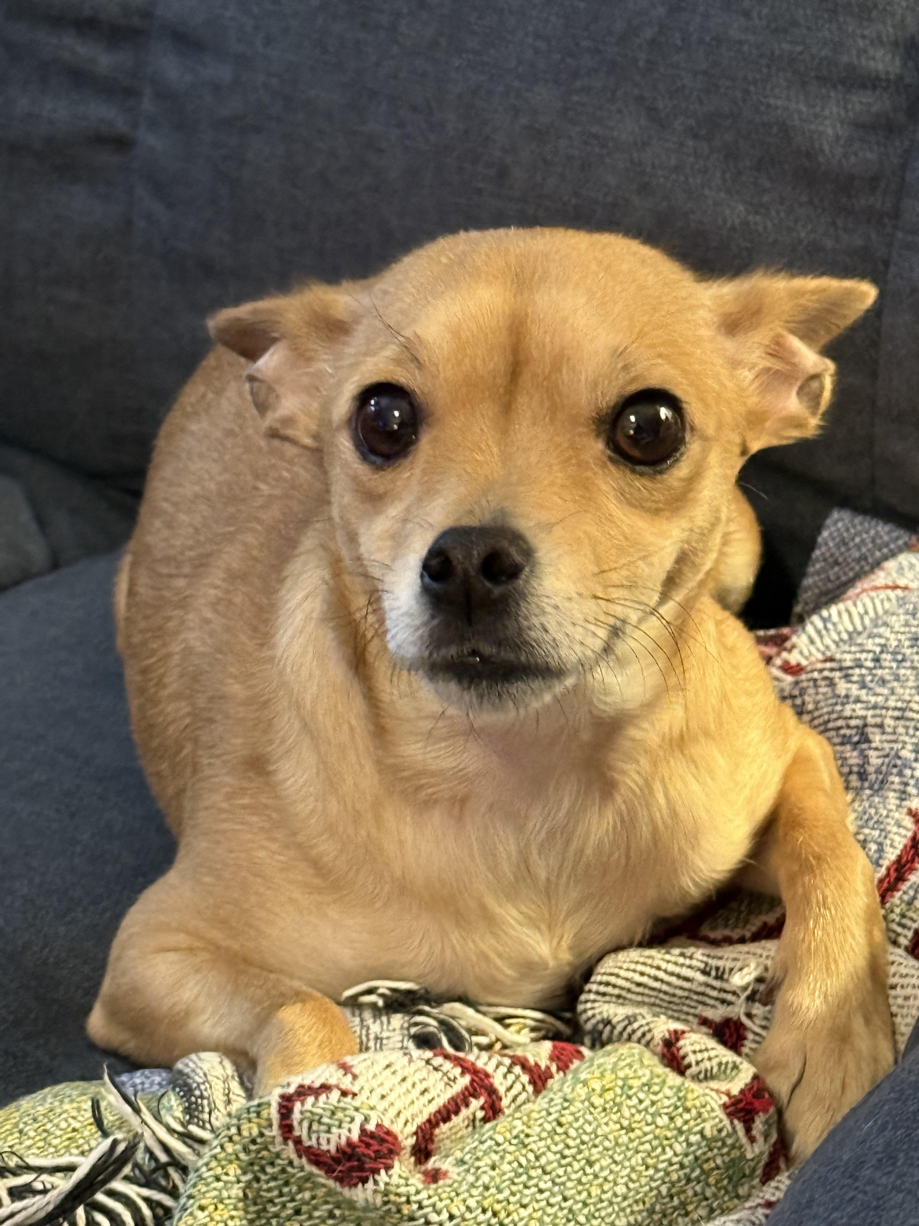 Enlarge Sharpay (CP), a ADOPTABLE mixed breed in Clinton, IL image 2/4