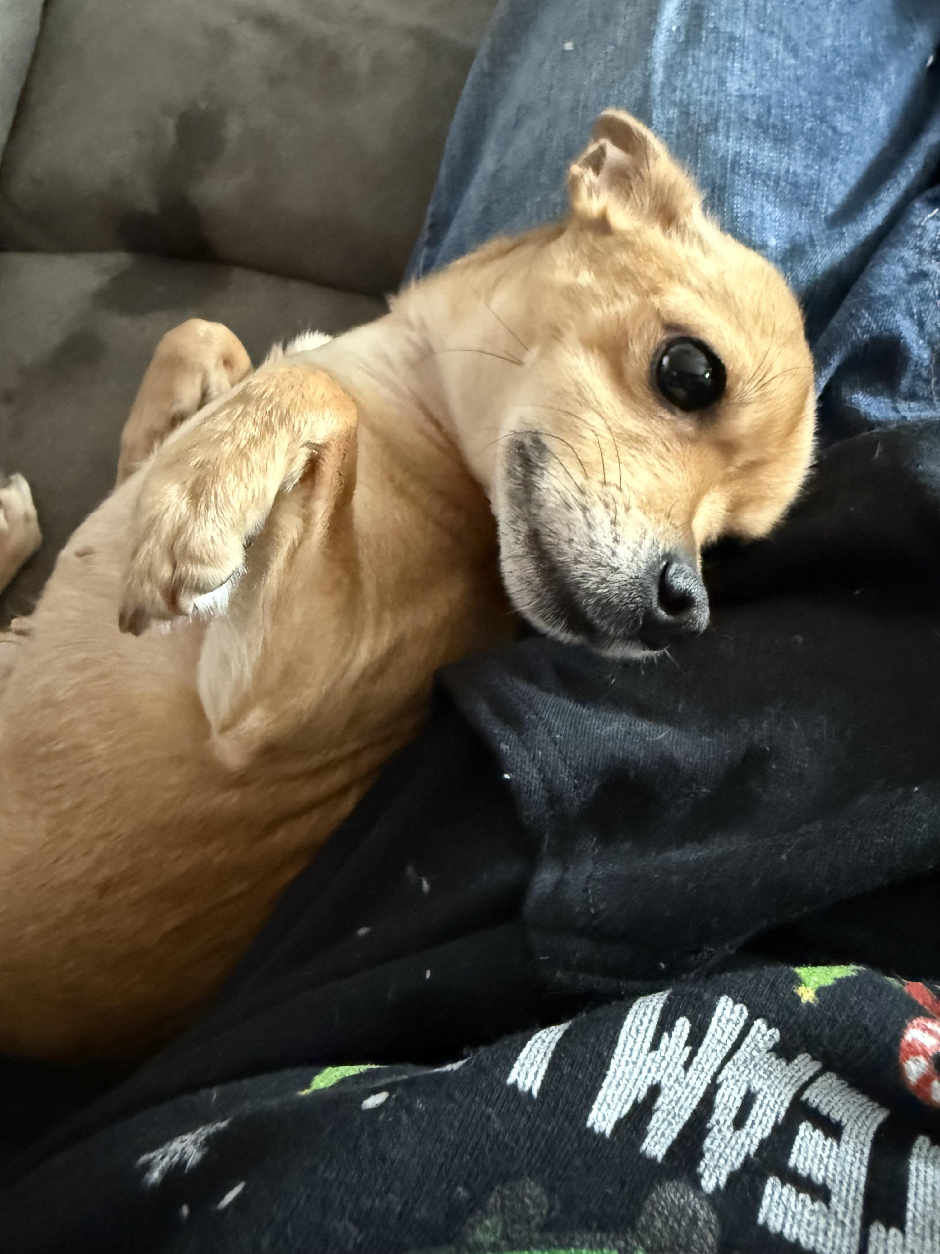 Enlarge Sharpay (CP), a ADOPTABLE mixed breed in Clinton, IL image 3/4