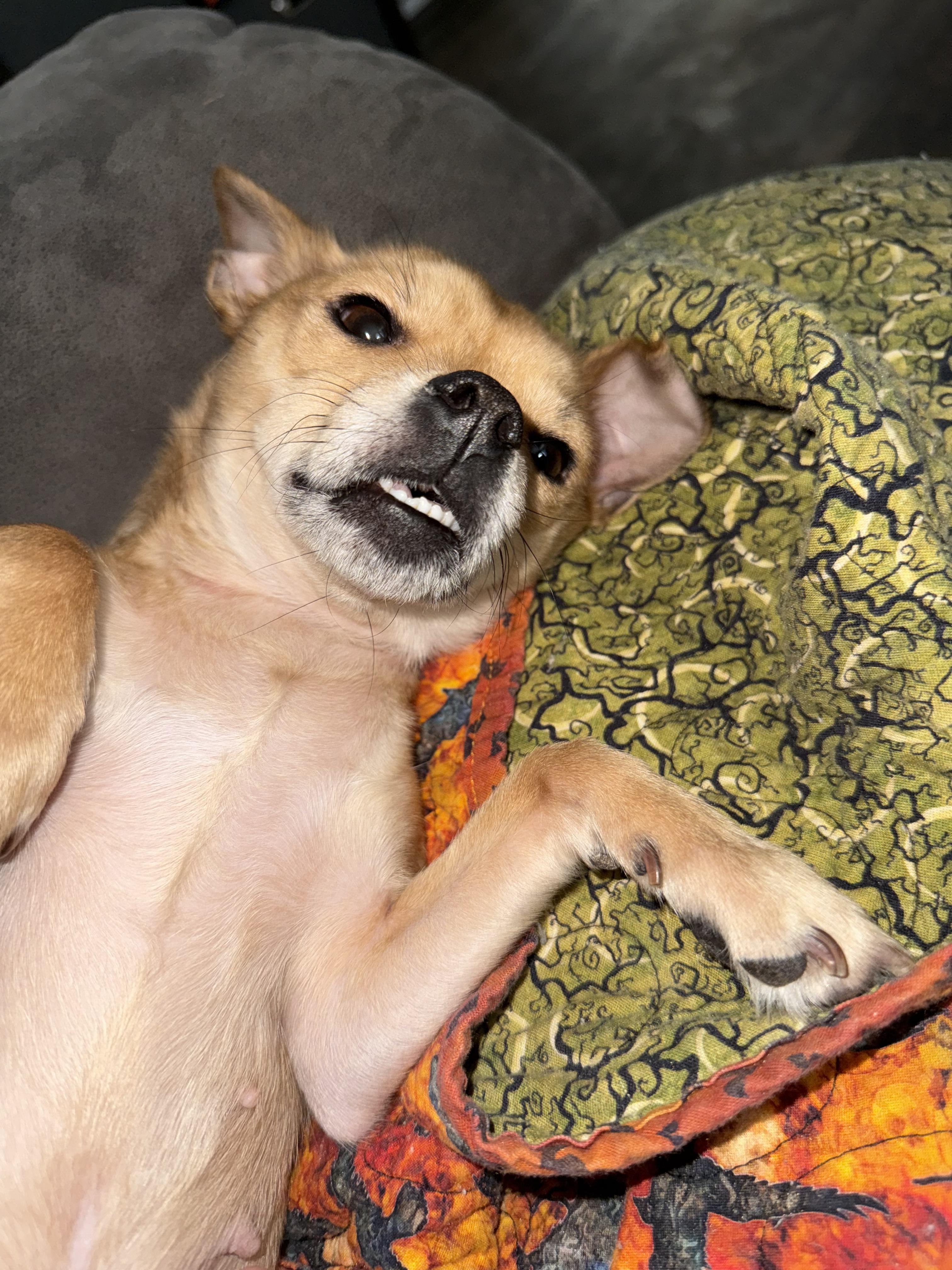 Enlarge Sharpay (CP), a ADOPTABLE mixed breed in Clinton, IL image 4/4