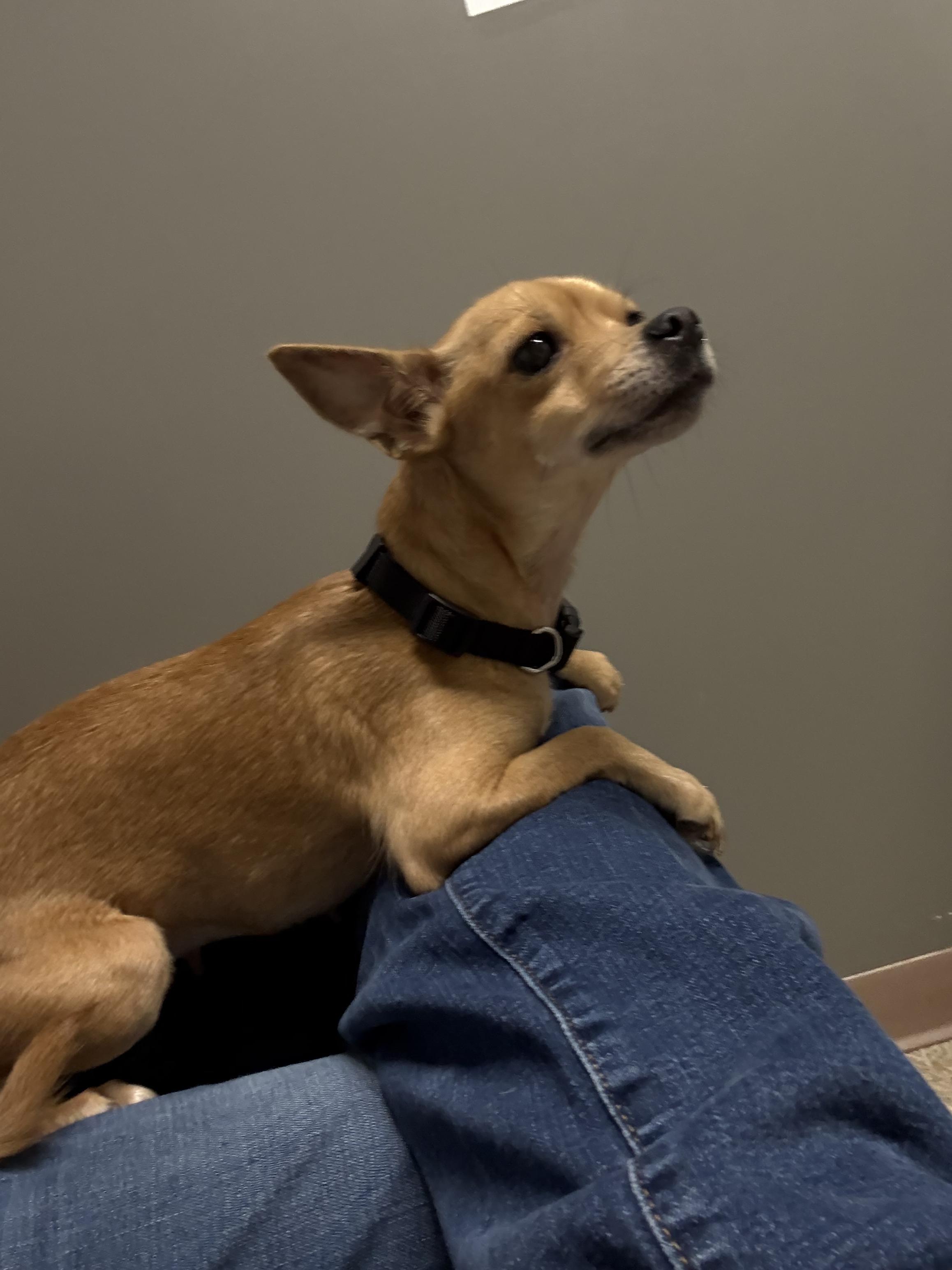 Enlarge Sharpay (CP), a ADOPTABLE mixed breed in Clinton, IL image 1/4