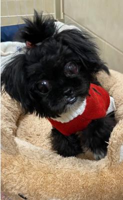 Ginge (AL) playful!, ADOPTABLE, Young Female Shih Tzu & Poodle (Toy).