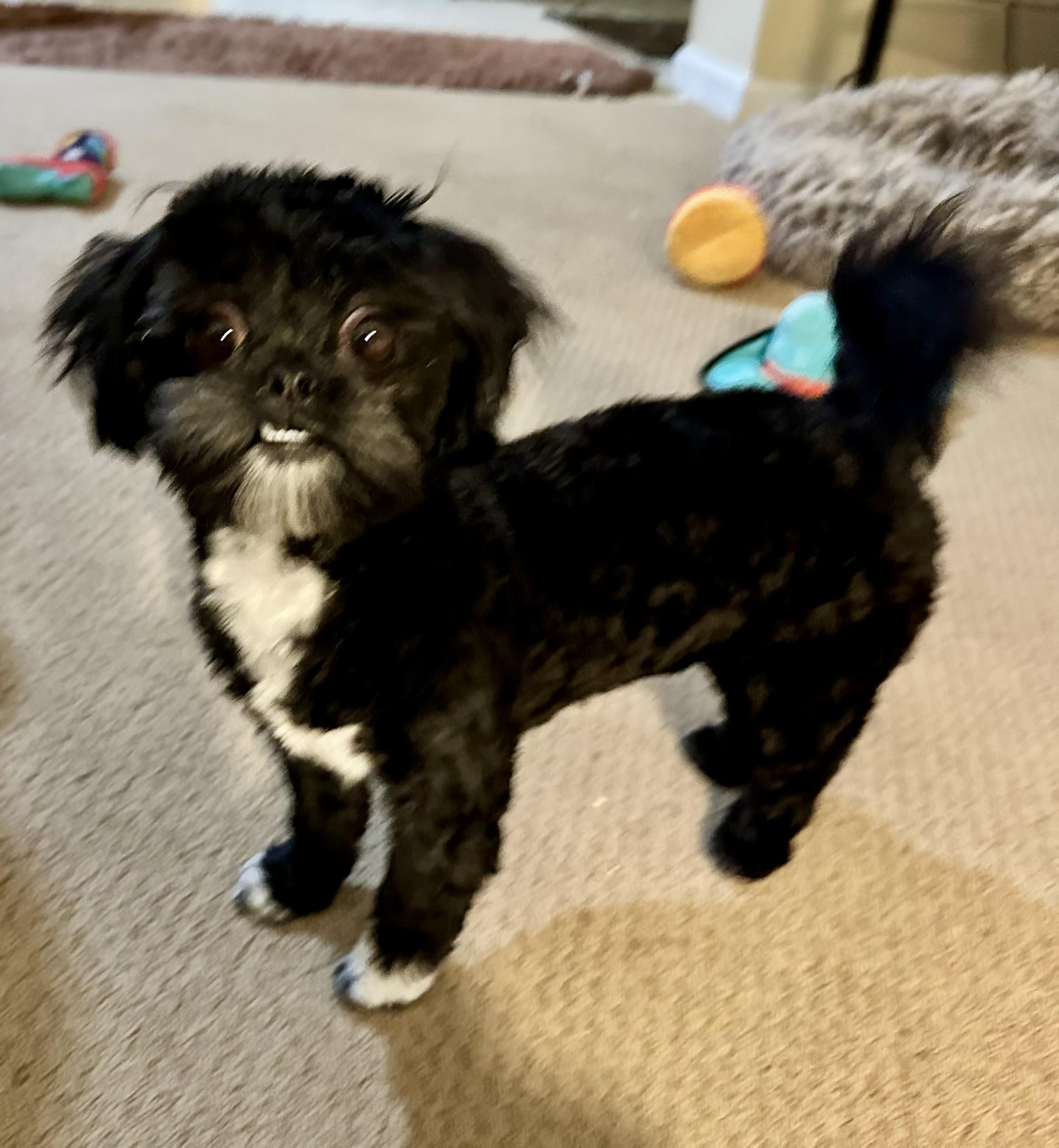 Enlarge Ginge (AL) adoption pending, a ADOPTABLE mixed breed in Seymour, CT image 2/4