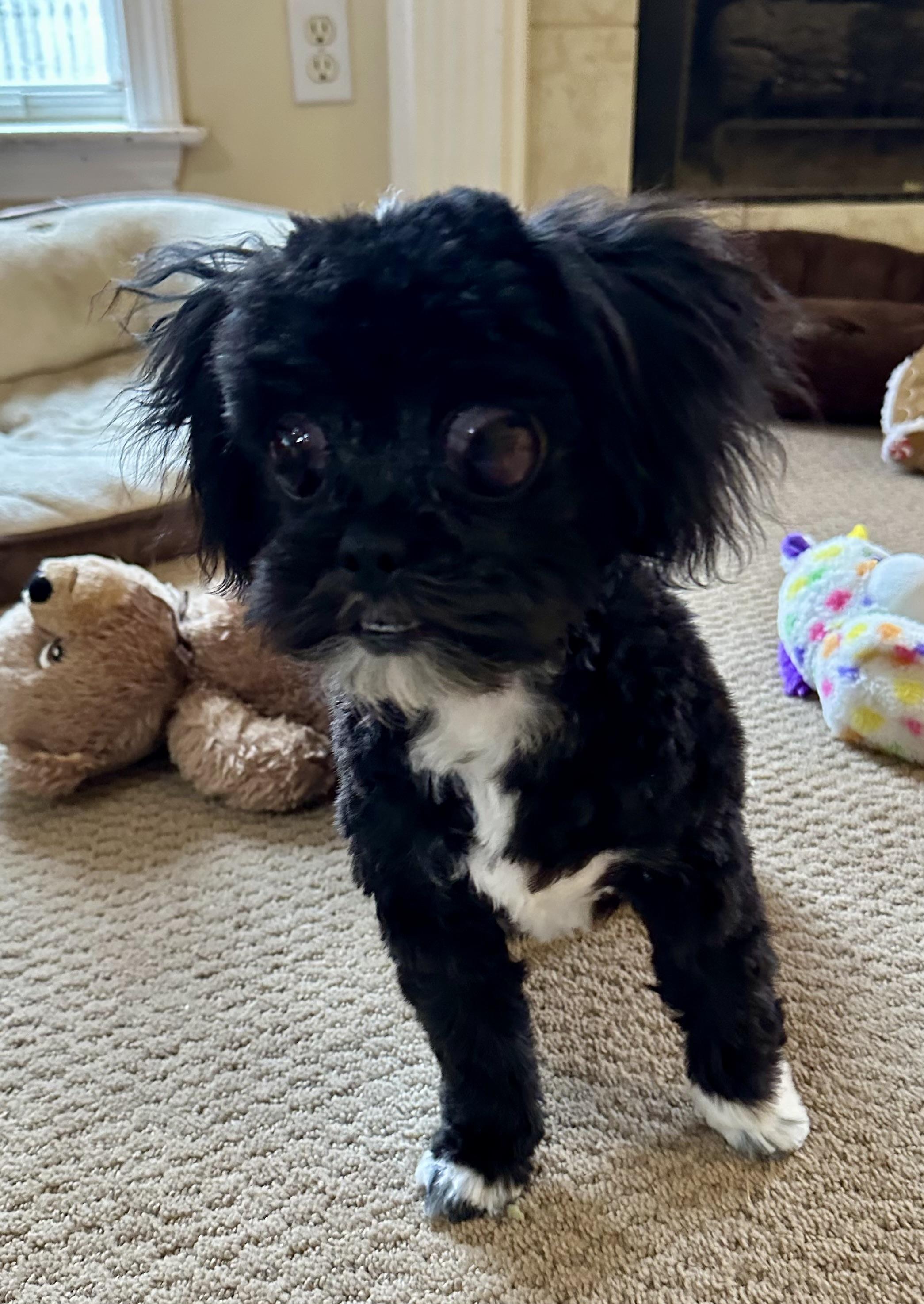 Enlarge Ginge (AL) adoption pending, a ADOPTABLE mixed breed in Seymour, CT image 4/4