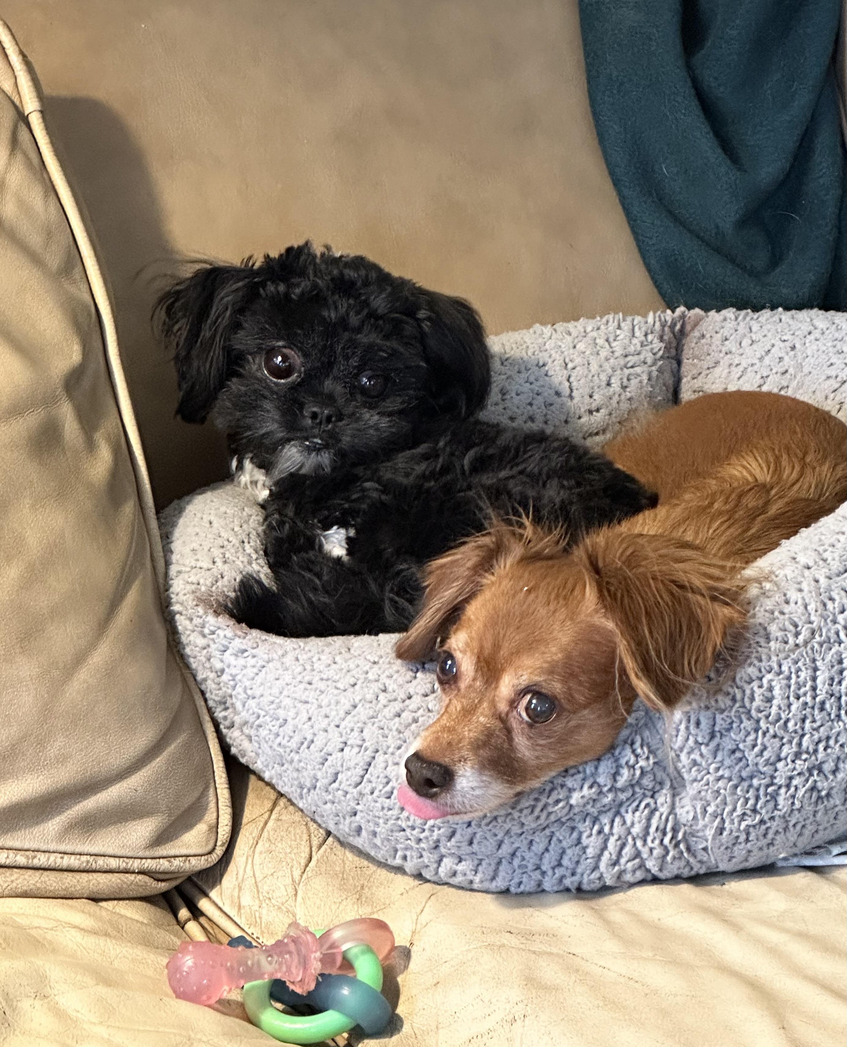 Enlarge Ginge (AL) adoption pending, a ADOPTABLE mixed breed in Seymour, CT image 3/4