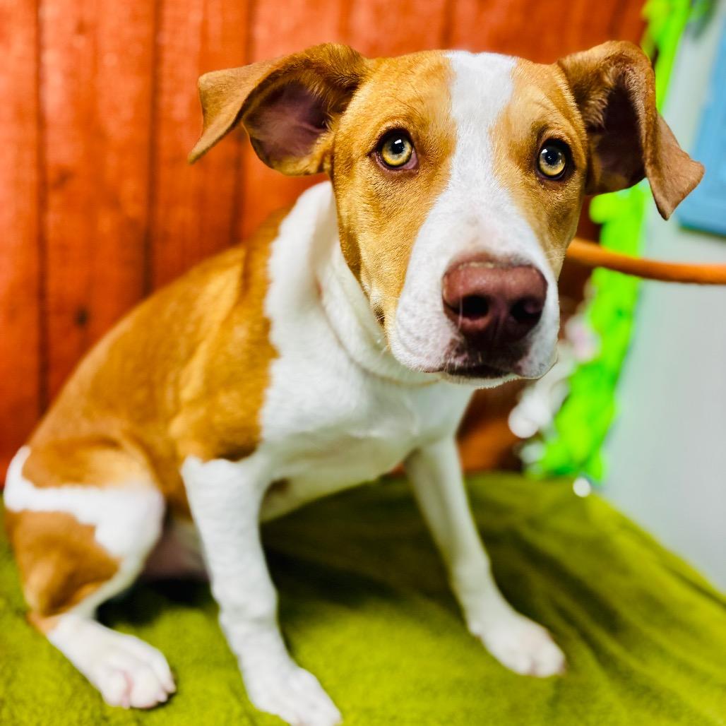 Enlarge Riley, a Adoptable Hound in Lebanon, MO image 1/4
