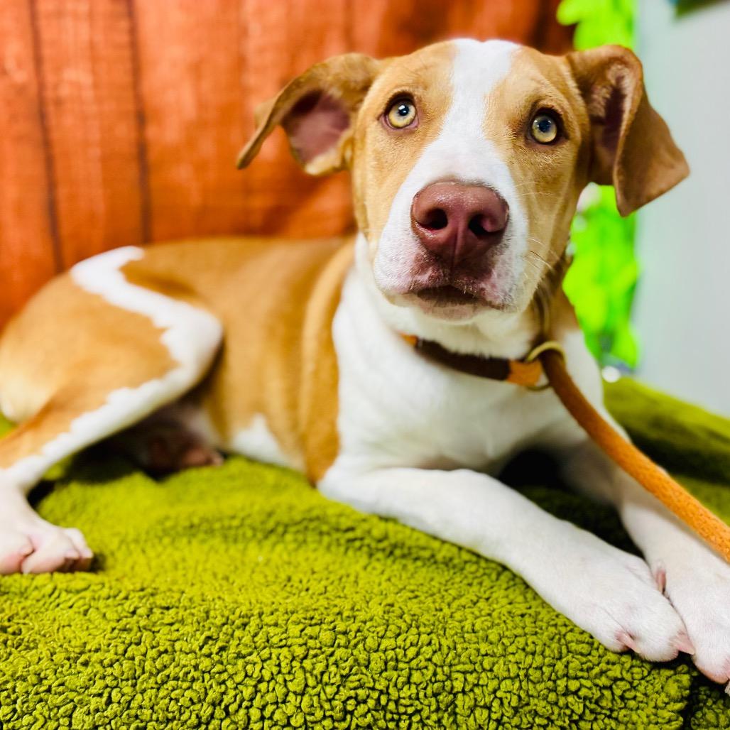 Enlarge Riley, a Adoptable Hound in Lebanon, MO image 2/4