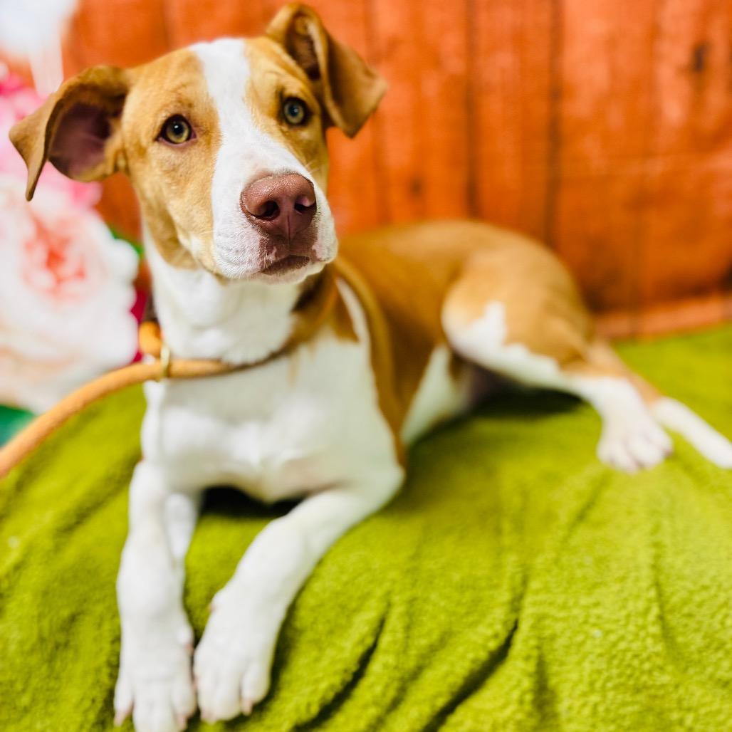 Enlarge Riley, a Adoptable Hound in Lebanon, MO image 3/4