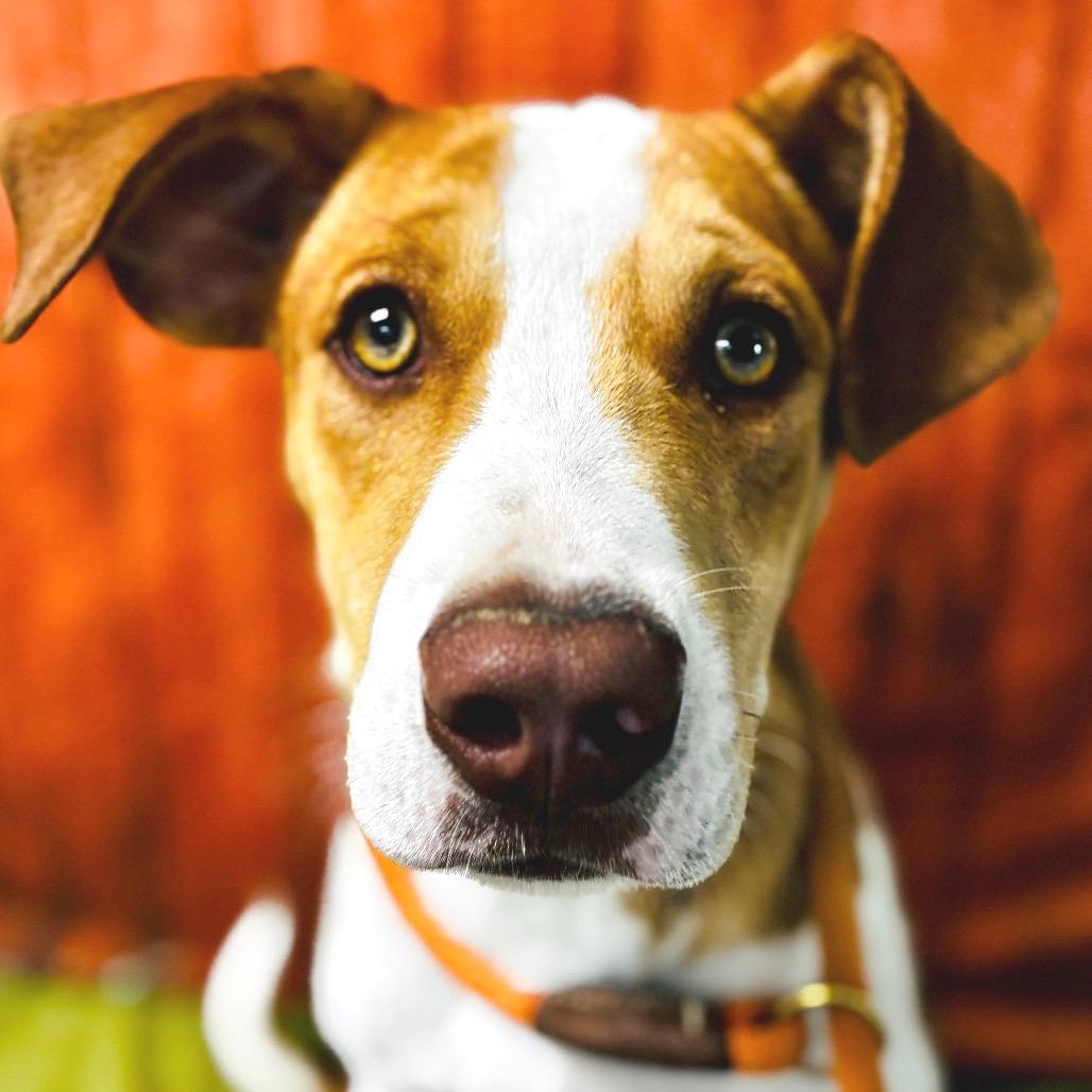 Enlarge Riley, a Adoptable Hound in Lebanon, MO image 4/4
